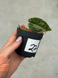 Scindapsus Mayari Variegata ( Fresh Cutting