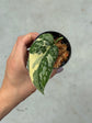 Scindapsus Mayari Variegata ( Fresh Cutting