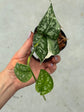 Scindapsus Mayari Variegata ( Fresh Cutting