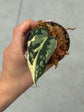 Scindapsus Mayari Variegata ( Fresh Cutting