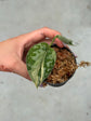 Scindapsus Mayari Variegata ( Fresh Cutting