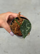 Scindapsus Mayari Variegata ( Fresh Cutting