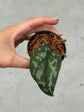 Scindapsus Mayari Variegata ( Fresh Cutting