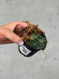 Scindapsus Mayari Variegata ( Fresh Cutting