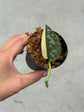 Scindapsus Mayari Variegata ( Fresh Cutting