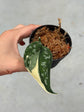 Scindapsus Mayari Variegata ( Fresh Cutting