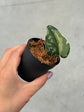 Scindapsus Mayari Variegata ( Fresh Cutting