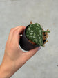 Scindapsus Mayari Variegata ( Fresh Cutting