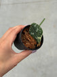 Scindapsus Mayari Variegata ( Fresh Cutting