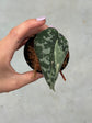 Scindapsus Mayari Variegata ( Fresh Cutting