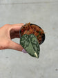 Scindapsus Mayari Variegata ( Fresh Cutting