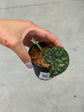Scindapsus Mayari Variegata ( Fresh Cutting