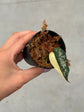 Scindapsus Mayari Variegata ( Fresh Cutting