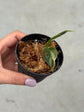 Scindapsus Mayari Variegata ( Fresh Cutting