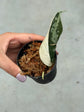 Scindapsus Mayari Variegata ( Fresh Cutting