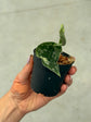 Scindapsus Mayari Variegata ( Fresh Cutting
