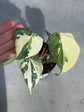 Philodendron Gloriosum Variegata "Tricolour"