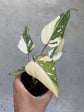 Philodendron Gloriosum Variegata "Tricolour"