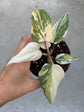 Philodendron Gloriosum Variegata "Tricolour"