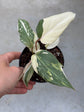 Philodendron Gloriosum Variegata "Tricolour"