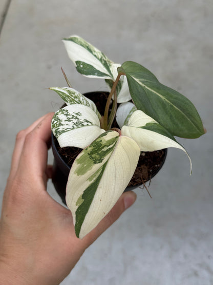 Philodendron Gloriosum Variegata "Tricolour"