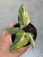 Philodendron Gloriosum Variegata "Tricolour"