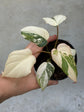 Philodendron Gloriosum Variegata "Tricolour"
