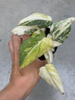 Philodendron Gloriosum Variegata "Tricolour"