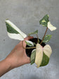 Philodendron Gloriosum Variegata "Tricolour"