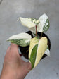 Philodendron Gloriosum Variegata "Tricolour"