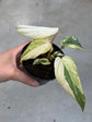 Philodendron Gloriosum Variegata "Tricolour"