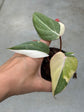 Philodendron Gloriosum Variegata "Tricolour"