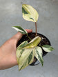 Philodendron Gloriosum Variegata "Tricolour"