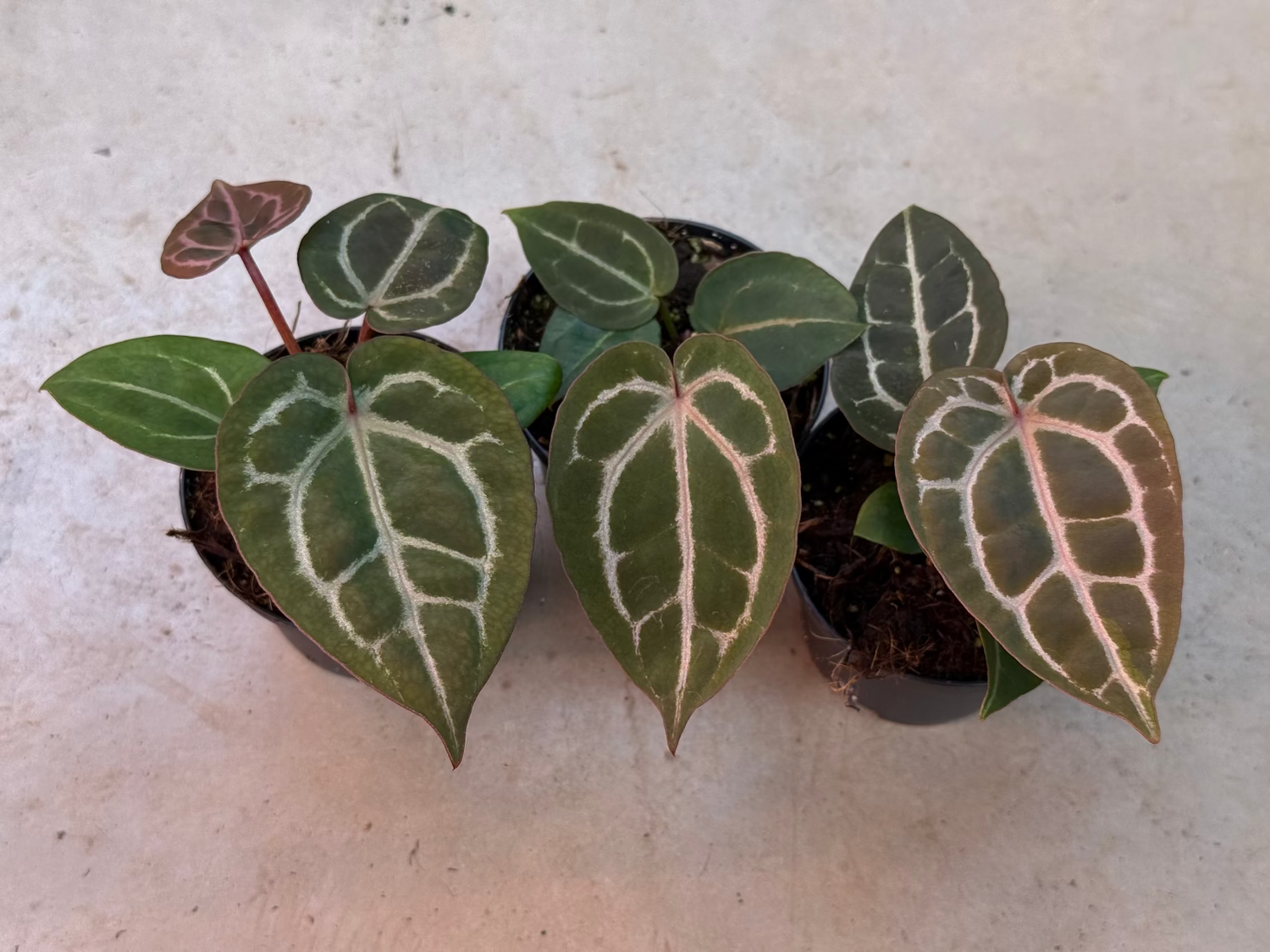anthurium michelii Anthurium Michelle x Carlablackiae