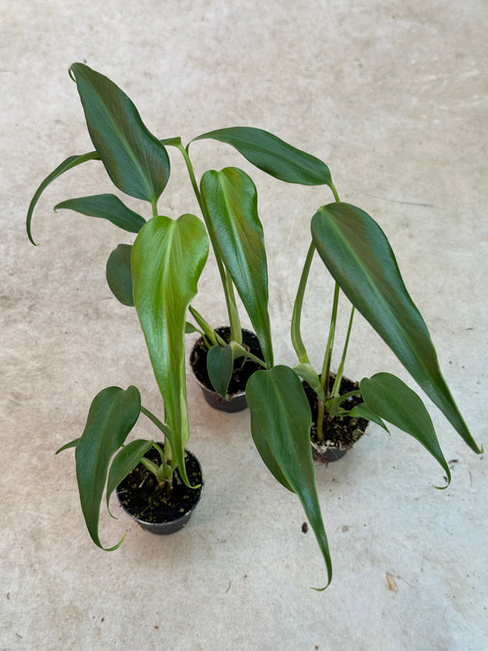 Monstera Burle Marx Flame