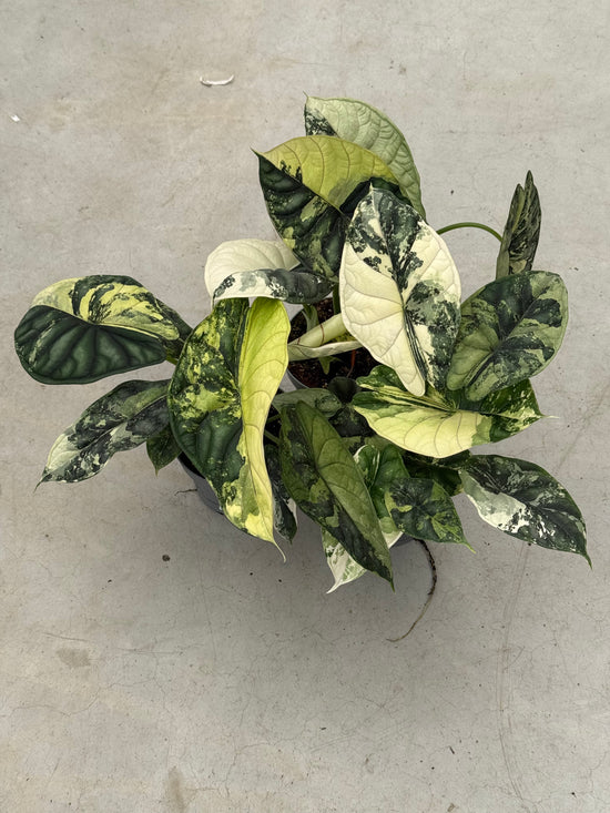 Alocasia Dragon Scale Variegata "LARGE"