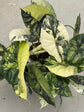 Alocasia Dragon Scale Variegata "LARGE"
