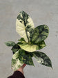 Alocasia Dragon Scale Variegata "LARGE"
