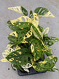 Monstera Adansonii Variegata