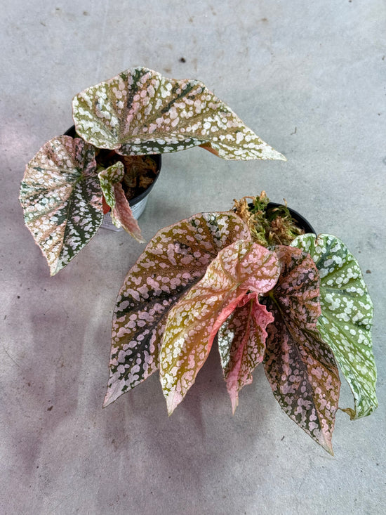 Begonia Snowcap Pink Variegata
