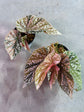 Begonia Snowcap Pink Variegata