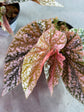 Begonia Snowcap Pink Variegata