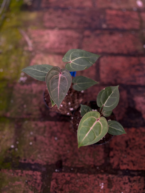 Anthurium Hoffmannii Red Sinus "Indo Type"