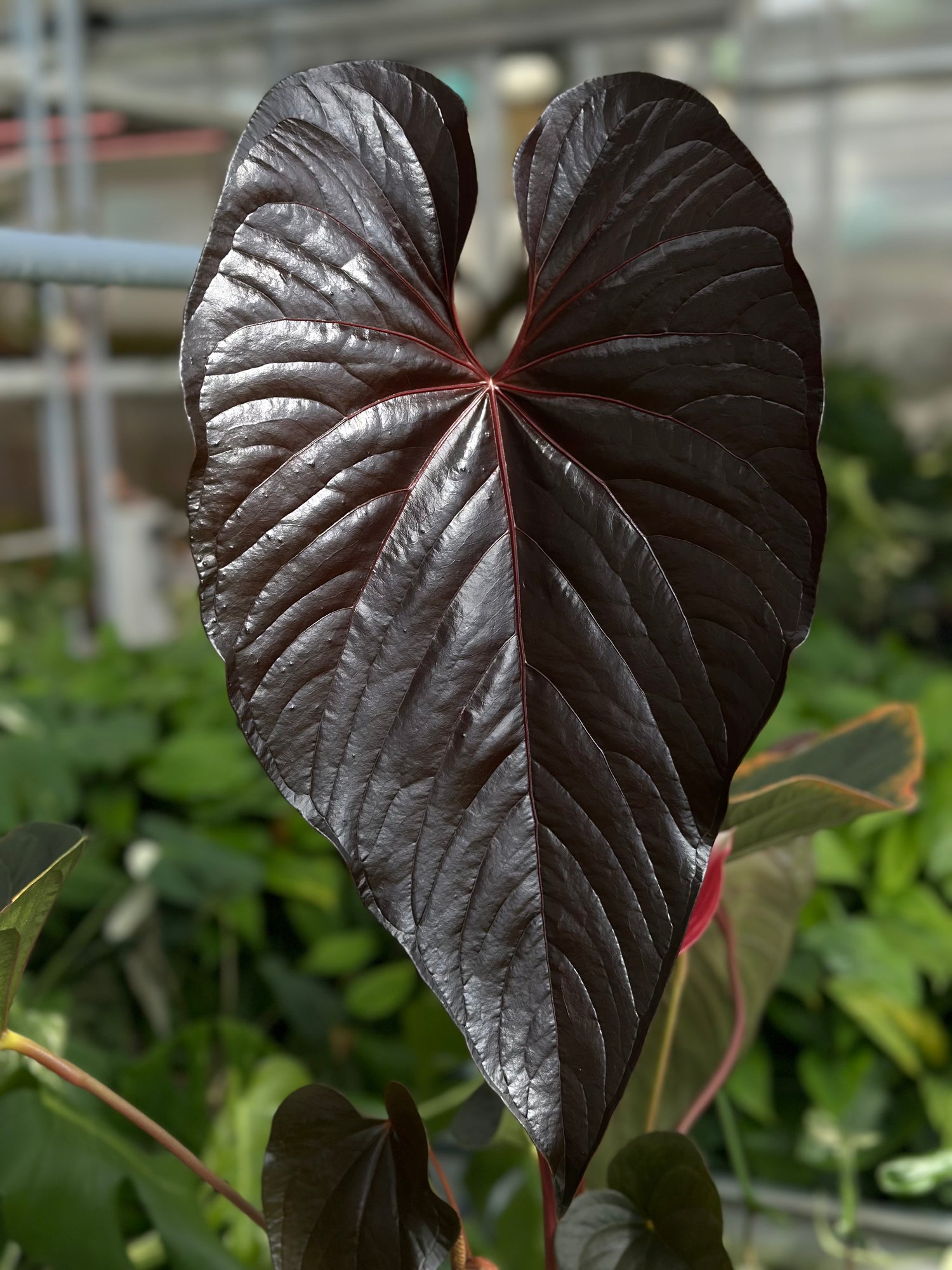 anthurium black beauty 2014 Anthurium Red Beauty
