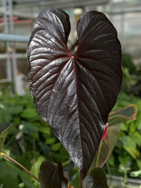 Anthurium Red Beauty
