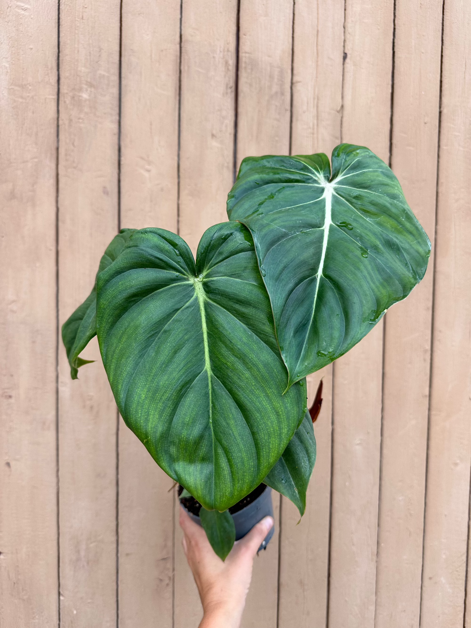 philodendron dean mcdowell for sale Philodendron Dean McDowell
