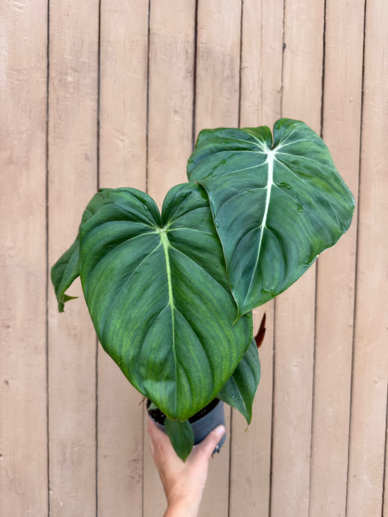 Philodendron Dean McDowell