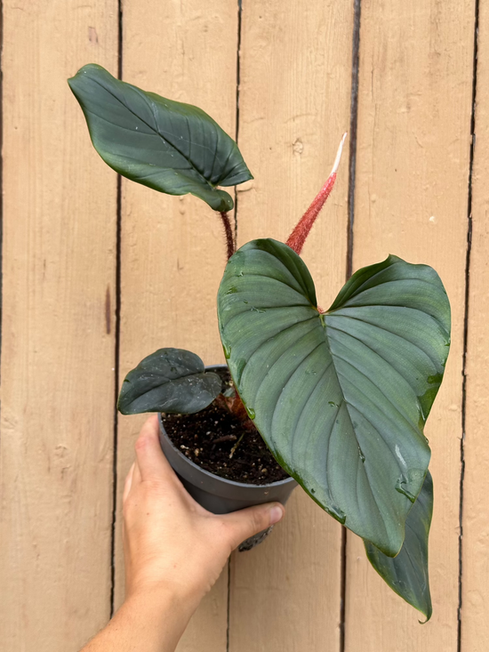 Philodendron Squamicaule Pink
