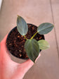 Philodendron Luxurians