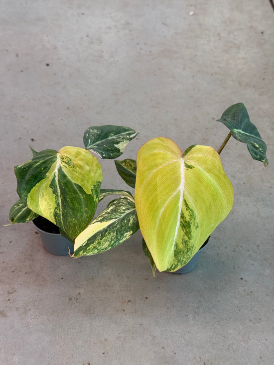 Philodendron Gloriosum Zebra Pink Back M